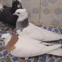 کبوتر رنگی|پرنده|کارون, |دیوار