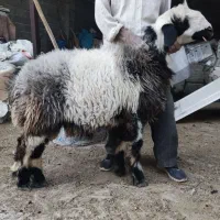 بره  کوهه  برای قوچی  بذری  تخمی  مال درجه یک|حیوانات مزرعه|شیراز, شهرک سعدی|دیوار