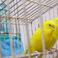 مرغ عشق ماده