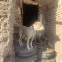 سگ گله|سگ|سبزوار, شرق کال میانی|دیوار