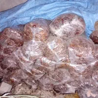 خرما شاهانی
