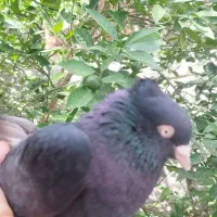 زاغ بازی کن