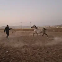 اسب|اسب و تجهیزات اسب‌سواری|کرمانشاه, |دیوار