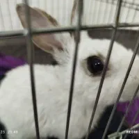 خرگوش|موش و خرگوش|ساوه, |دیوار