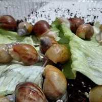 حلزون ، پرورش حلزون ،کار در منزل