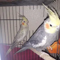 عروس هلندی خونگی و آس|پرنده|اصفهان, شهرک زاینده رود|دیوار