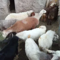 بره کره نر چاق دورگ چینی واصل