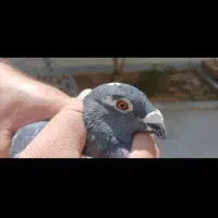 کبوتر کفتر مسافتی پلاکی عراقی|پرنده|شیراز, شهرک امیر کبیر|دیوار