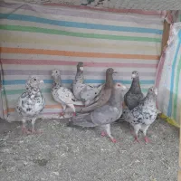 کبوترانامبر نروماده