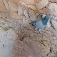 کبوتر مسافتی سرعتی