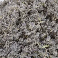 چای کوهی توکلیجه