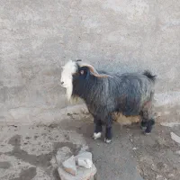 پازن تخمی روزگاری