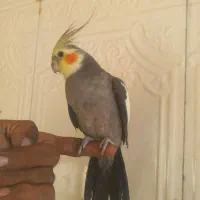 طوطی عروس هلندی سخنگو نر|پرنده|زاهدان, |دیوار