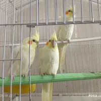 طوطی عروس هلندی قیمت۲۰۰۰۰۰۰|پرنده|بهبهان, |دیوار