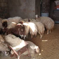فروش چند راس بره تمام پروار