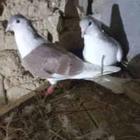 کفترساده لای|پرنده|شیروان (خراسان), |دیوار