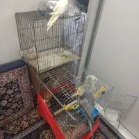 مرغ عشق|پرنده|ری, هاشم‌آباد|دیوار