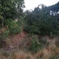 باغ انگوری