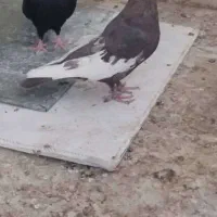 شهری بهبهونی|پرنده|شیراز, کوزه گری|دیوار