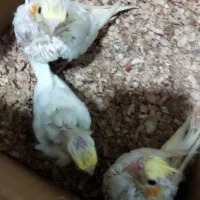 جوجه عروس لوتینو سرلاکی معاوضه با قناری سوپر