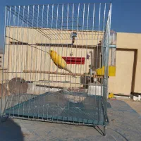 قناری نر قرص قرص