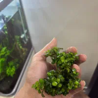 گیاه پلنت انوبیاس|ماهی|تهران, منیریه|دیوار