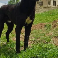 واگذاری سگ سرابی ۱۳ ماهه