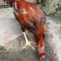 خروس لاری|حیوانات مزرعه|رشت, ولکس|دیوار