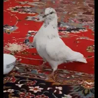 کبوترگمشده