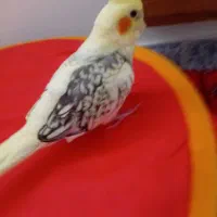 دوتا عروس هلندی|پرنده|شیروان (خراسان), |دیوار