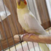 عروس هلندی ماده