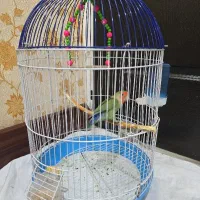 طوطی برزیلی زیبا با قفس