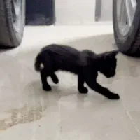 بچه گربه