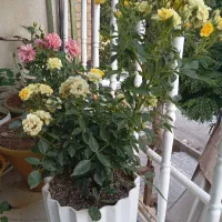 فروش گل رز
