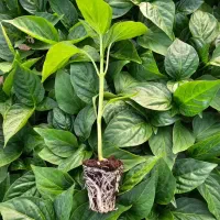 نشا انواع صیفی جات.خیار بادمجان گوجه هندوانه و...