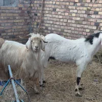 دوتا چبش یک شیره قیمت کیلو ۳۰۰