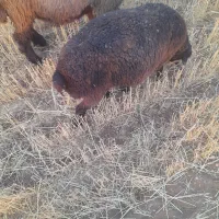 بره نر