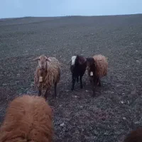 بره نر گوشتی واسه قربانی|حیوانات مزرعه|اردبیل, |دیوار