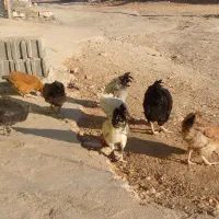 مرغ و خروس کوردی اصل|حیوانات مزرعه|روانسر, |دیوار