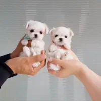 توله سگ پشمالو شیتزو مالتیز عروسکی سایز صفر