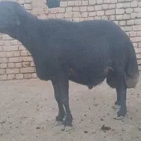 قوچ قره قزل لخت|حیوانات مزرعه|قره چای, |دیوار