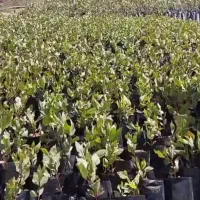 نهال پسته پایه زرندی