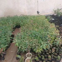 نهال اکالیپتوس (بید)چوب سفید