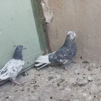 پرشی|پرنده|سمنان, |دیوار