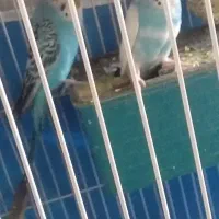 مرغ عشق|پرنده|ایلام, |دیوار