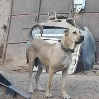 ماده اصیل و زیبای سرابی