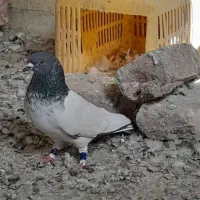 کفتر|پرنده|بم, |دیوار