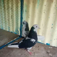 چندجفت نرماده دهنجور پرشی