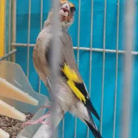 سهره کرمونی مس خون|پرنده|مشهد, شهرک مهر آباد|دیوار