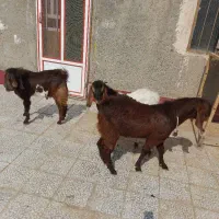 نربز|حیوانات مزرعه|زاهدان, |دیوار